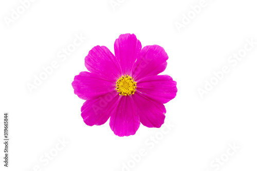 macro closeup of blooming vivid pink purple Cosmos bipinnatus garden Mexican aster cosmea flower isolated on white