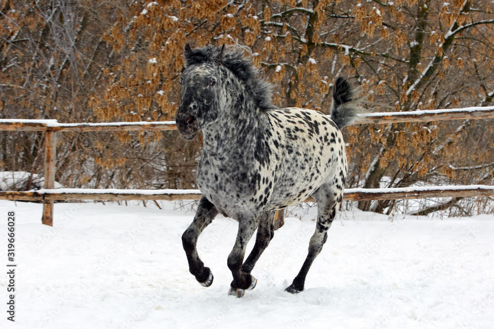 Curly rare spotted horse breed galloping in winter ranch