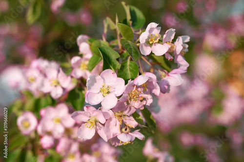 pink and white apple blossom, beautiful spring easter background. Springtime