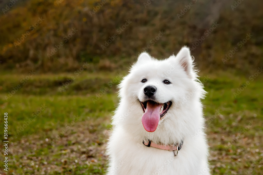 Samoyed Dog portrait in autumn park. Canine background. Walk dog concept. Samoyed Dog portrait in autumn park. Canine background. Walk dog concept.