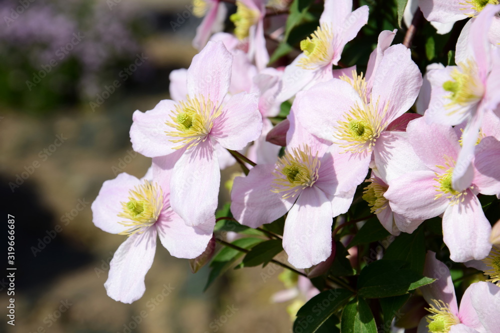 Clematis montana, wunderschöne Kletterpflanze in rosa im heimischen Garten Clematis montana, wunderschöne Kletterpflanze in rosa im heimischen Garten