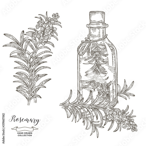 Bottle of oil with rosemary branch. Rosemary plant set. Medical and kitchen herbs. Vector illustration hand drawn. Vintage engraving.