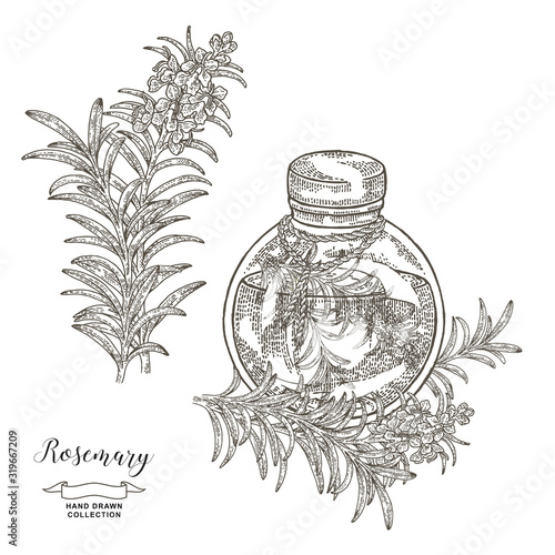 Round glass bottle of oil with rosemary branch. Rosemary plant set. Medical and kitchen herbs. Vector illustration hand drawn. Vintage engraving.