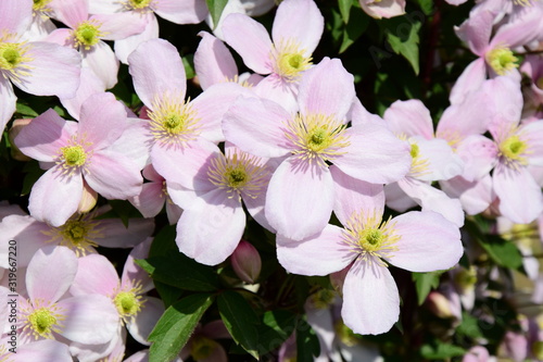 Clematis montana - Blühende Kletterpflanze in rosa im heimischen Garten