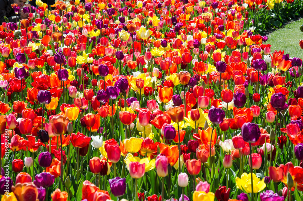Beautiful colorful tulips in garden. Red, orange, purple, pink tulips. Flowers background, floral banner or panorama. Flowers blossom. Netherlands.