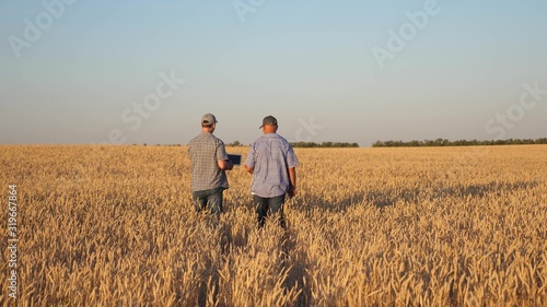 farmer and businessman with tablet working as a team in field. agronomist and farmer are holding a grain of wheat in their hands. Harvesting cereals. business man checks the quality of grain.