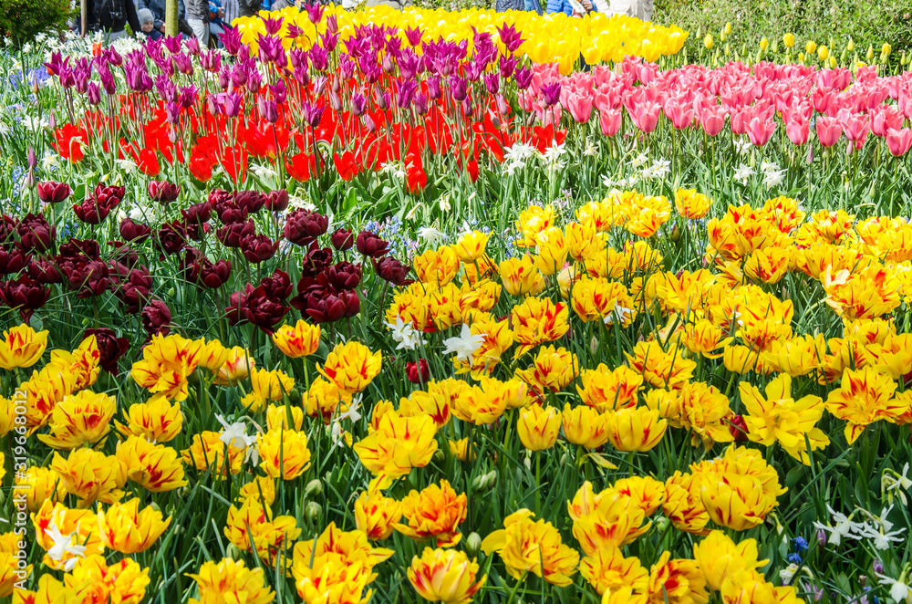 Beautiful colorful tulips in garden. Red, orange, purple, pink tulips. Flowers background, floral banner or panorama. Flowers blossom. Netherlands.