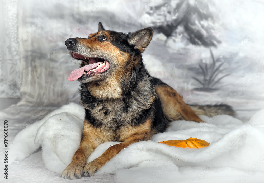 half-breed shepherd dog on a winter background