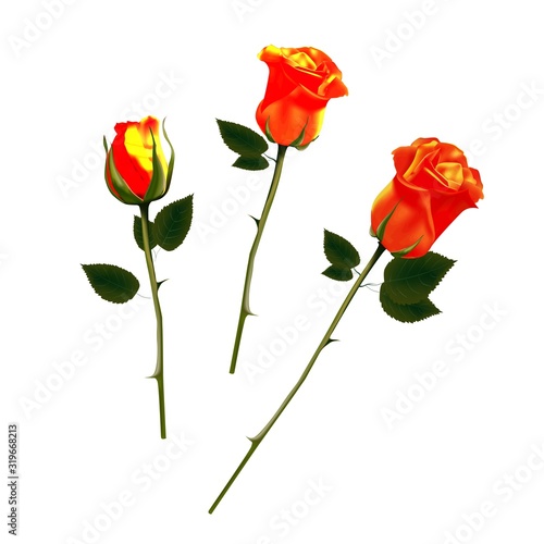 roses isolated on a white background. Orange roses. Vector illustration. Design element for greeting cards. Flower  bud