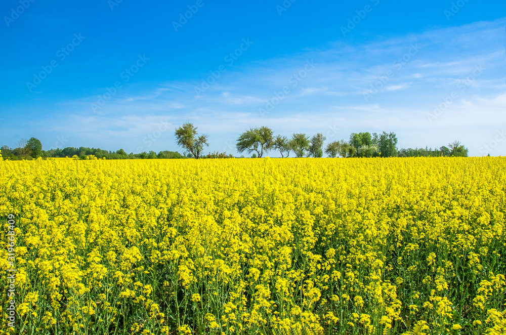 Field with yellow flowers and blue sky, Latvia