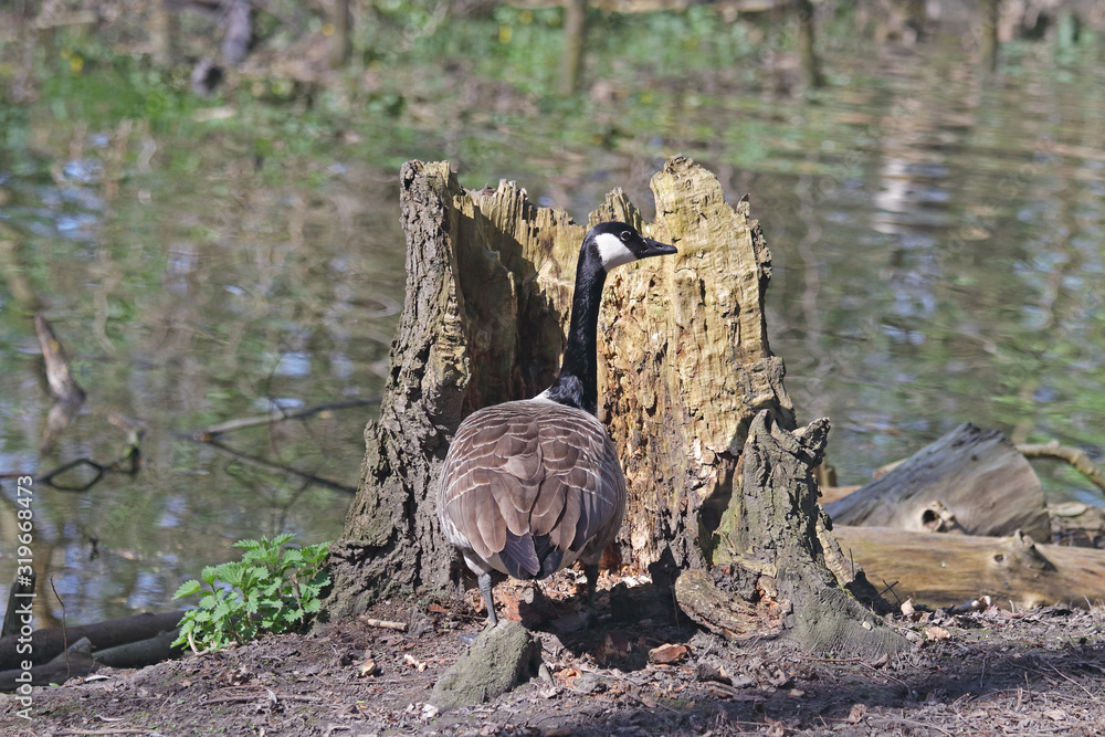 Obraz premium Kanadagans