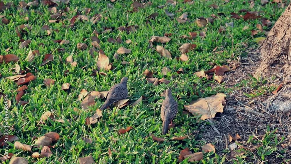 street pigeons eat the bread crumbs in the park. bird and grass field. animal wild life. street pigeons eat the bread crumbs in the park. bird and grass field. animal wild life.