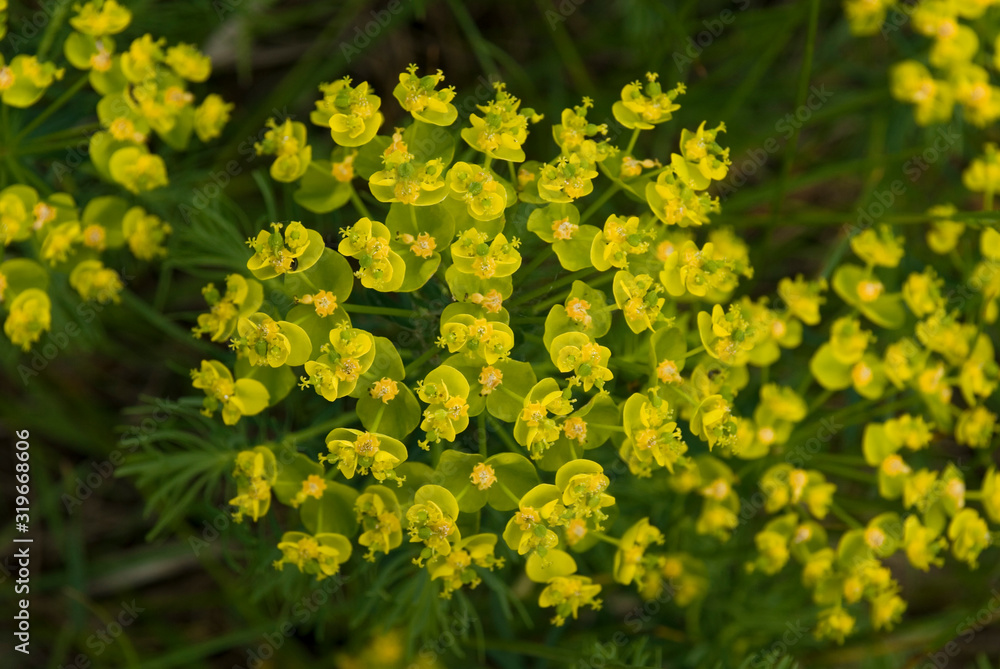 yellow flower growing in the meadow among green leaves on a warm sunny day yellow flower growing in the meadow among green leaves on a warm sunny day
