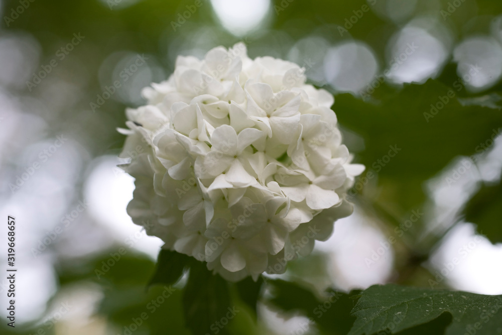 flower of viburnum among green leaves in the spring garden in close-up flower of viburnum among green leaves in the spring garden in close-up