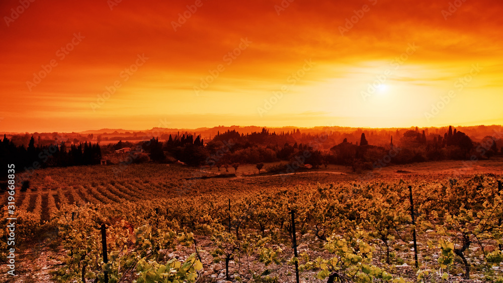 Naklejka premium Sigean vineyard in Languedoc country