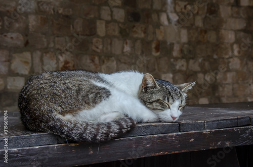 Cat sleeping on a bench. White with brown tabby cat.