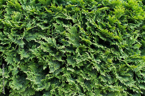 texture with leaves for the background.  a natural green leaf lay flat against the background of nature. Fresh green leaves frame the wall. Natural background. the view from the top.