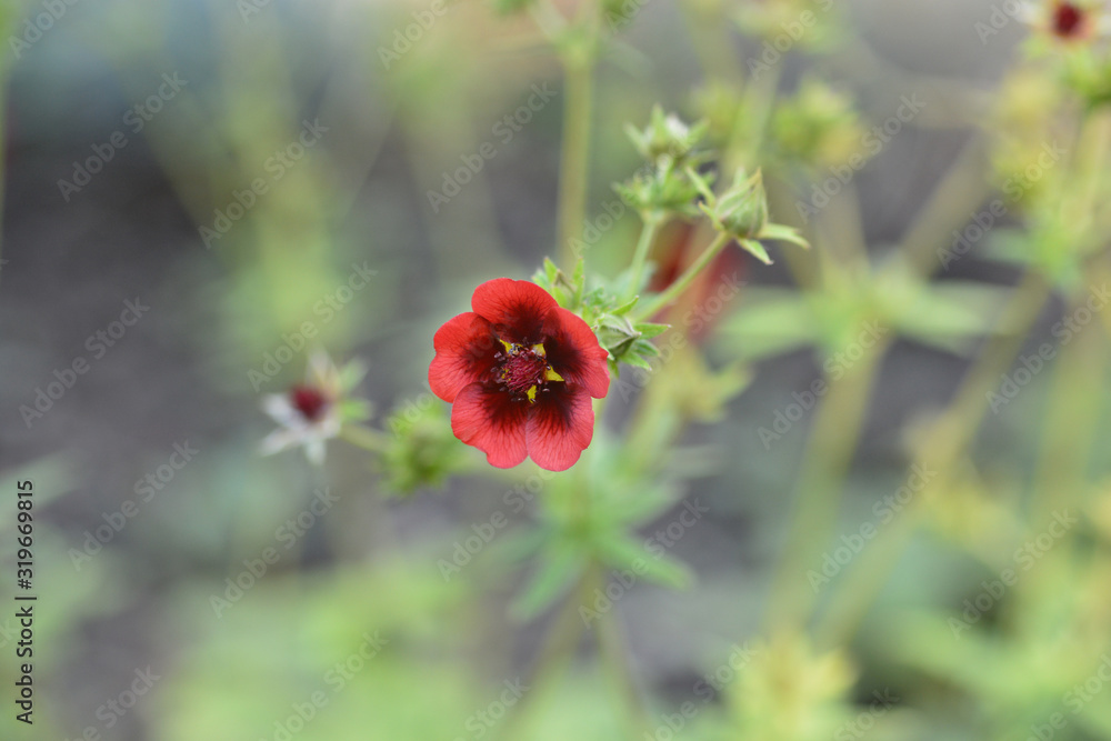 Scarlet Cinquefoil Monarchs Velvet Scarlet Cinquefoil Monarchs Velvet