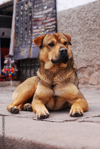 Perro en Cusco