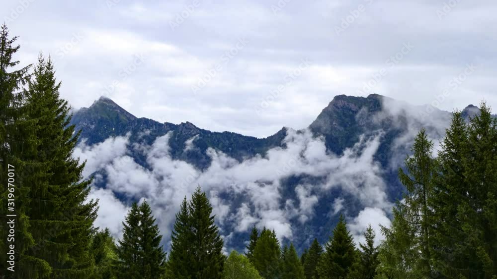 timelapse of large white cloud and fir forest timelapse of large white cloud and fir forest
