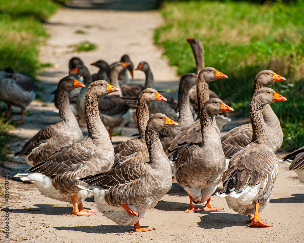 flock of domestic geese grazes on the banks of a pond in the countryside. flock of domestic geese grazes on the banks of a pond in the countryside.