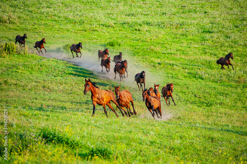 herd of horses runs through the meadow in the evening of the pasture.