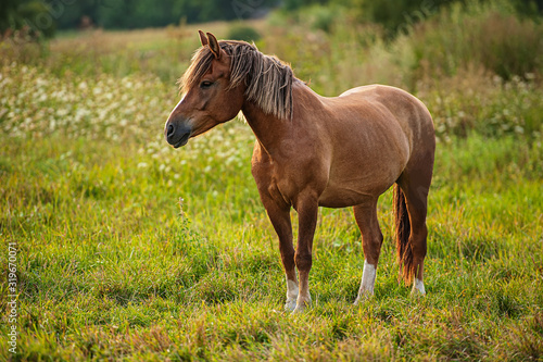 domestic horse grazes in a meadow in the evening, countryside.