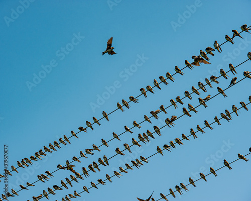 Photography young swallows are sitting on electric wires against the blue sky