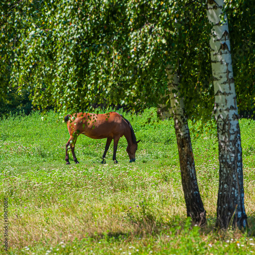 horse grazes in a meadow on a sunny day.