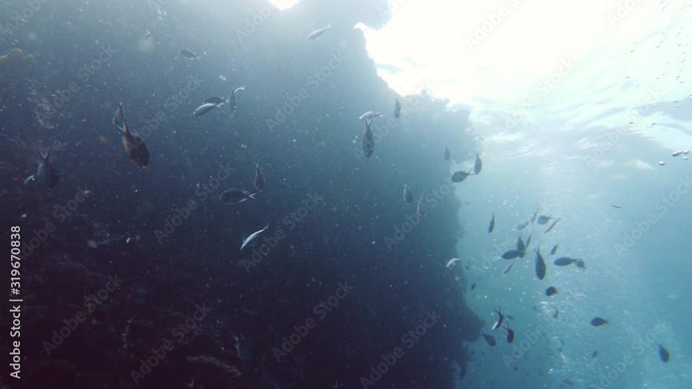 A school of tropical fish in blue water. Reef underwater with fishes and marine life. Shoal of fishes. Leyte, Philippines. A school of tropical fish in blue water. Reef underwater with fishes and marine life. Shoal of fishes. Leyte, Philippines.
