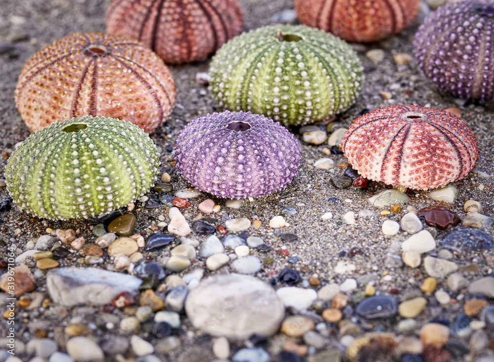 variety of colorful sea urchins on wet sand beach variety of colorful sea urchins on wet sand beach