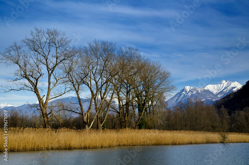 Bare Trees on the Waterfront with Snow-capped Mountain in Ticino, Switzerland.