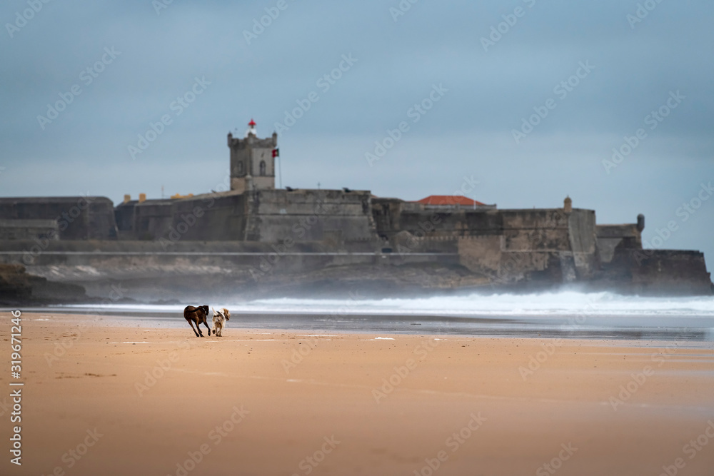 Two dogs playing at the Carcavelos Beach in a winter morning, in Portugal.