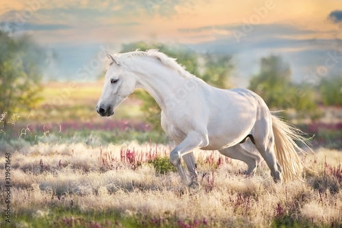 White beautiful horse free run in stipa grass © callipso88