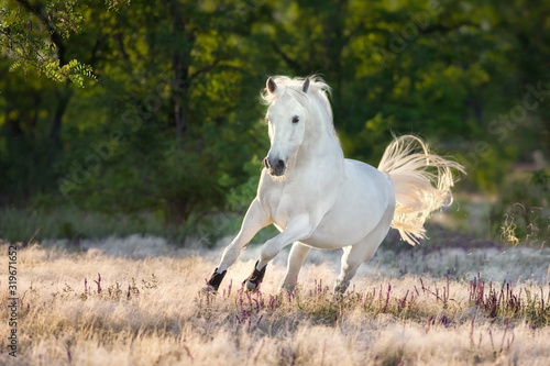 horse in the field