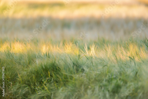 Close-up of wheat field in evening sunlight during summer.