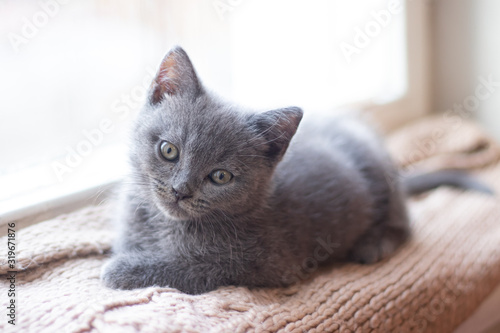 A British kitten is lying on the windowsill. Cute kitten. Magazine cover. Pet. Grey kitten. . Kitten at the window.