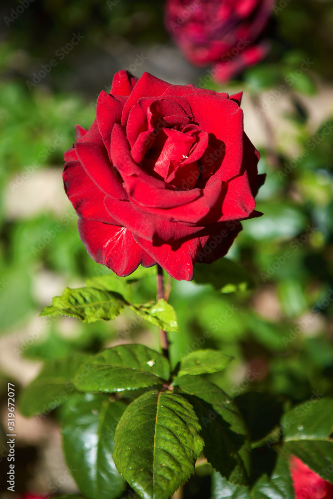 Primer plano de una rosa en un jardín mediterráneo Primer plano de una rosa en un jardín mediterráneo