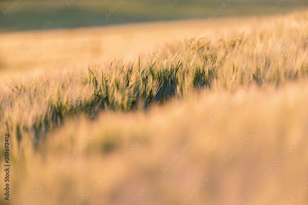 Fototapeta premium Detail of wheat field in evening sunlight.