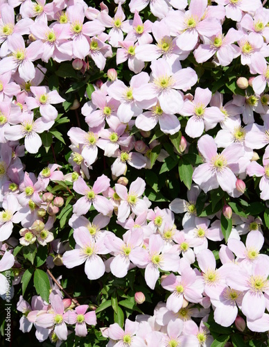 Clematis montana, wunderschöne Kletterpflanze in rosa im heimischen Garten