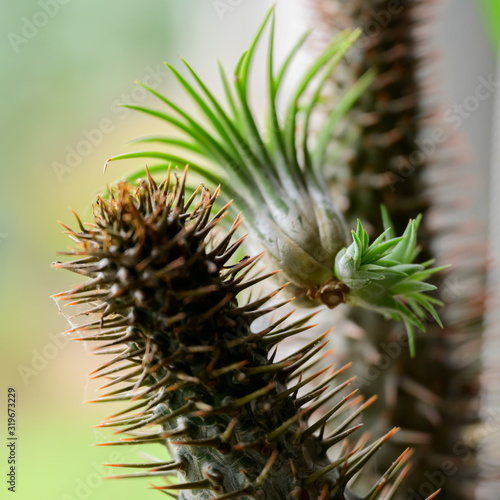 Air plant tilandsia grows on a succulent photo