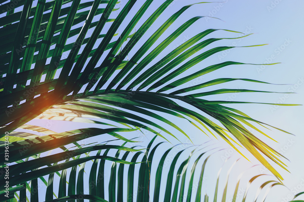 green leaf on tropical tree, summer in nature background green leaf on tropical tree, summer in nature background