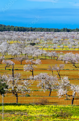 Campo de almendros en flor en la isla de Ibiza en febrero