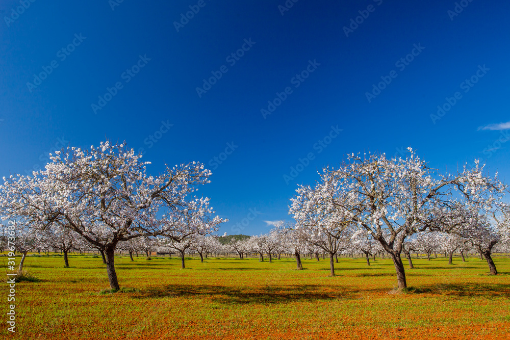 Campo de almendros en flor en la isla de Ibiza en febrero