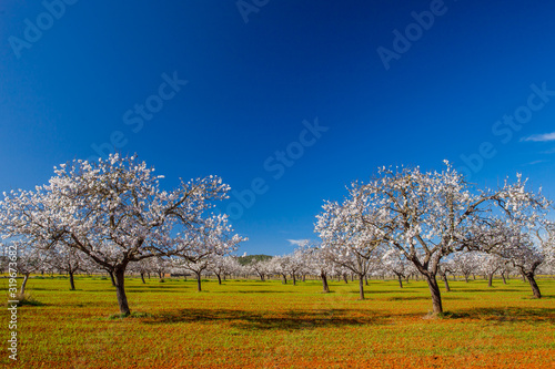 Campo de almendros en flor en la isla de Ibiza en febrero