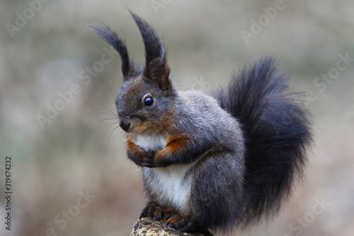 portrait of a dark or black eurasian red squirrel sitting in cute pose, sciurus vulgaris
