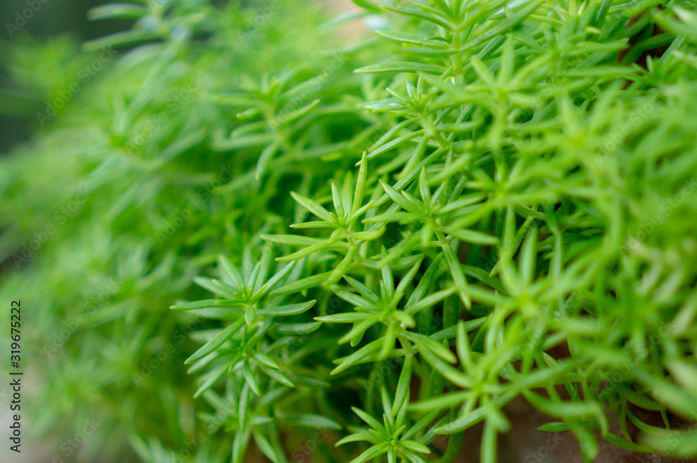 Fresh greenery foliage of needle-like leaves of Sedum angelina plant or stonecrop spreading on blurry background Fresh greenery foliage of needle-like leaves of Sedum angelina plant or stonecrop spreading on blurry background