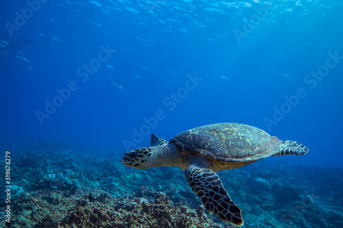 Hawksbill turtle swims over a Coral reef.