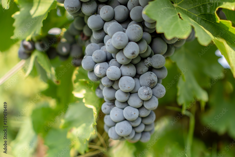 Bunch of fresh dark black ripe grape fruit on green leaves under soft sunlight in vineyard at the harvest season, viticulture planting in organic winery farm to produce the red wine Bunch of fresh dark black ripe grape fruit on green leaves under soft sunlight in vineyard at the harvest season, viticulture planting in organic winery farm to produce the red wine