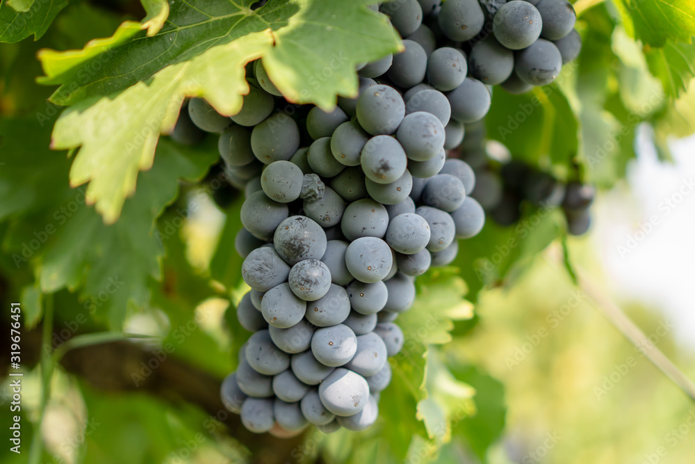 A bunch of fresh dark black ripe grape fruit on green leaves under soft sunlight in vineyard at the harvest season, viticulture planting in organic winery farm to produce the red wine A bunch of fresh dark black ripe grape fruit on green leaves under soft sunlight in vineyard at the harvest season, viticulture planting in organic winery farm to produce the red wine